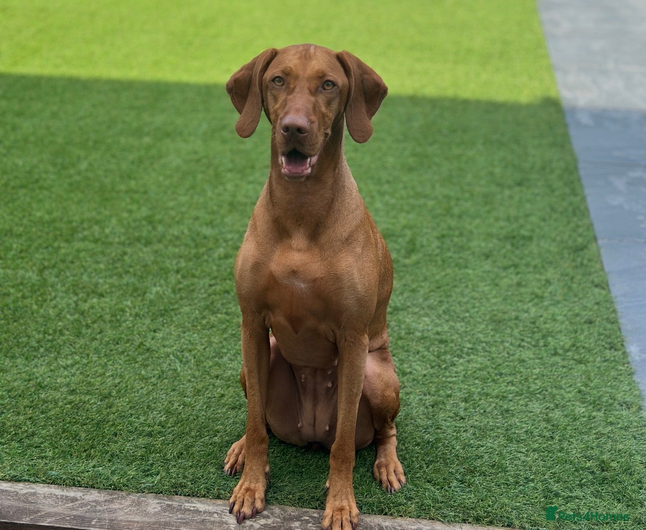 Hungarian Vizsla dogs Beautiful Hungarian Vizsla Puppies – 5⭐ Homes Only - Advert 15