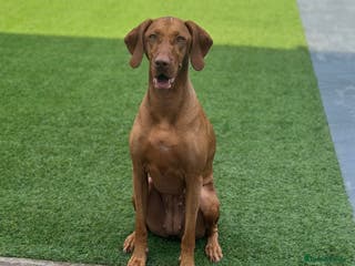 Hungarian Vizsla dogs Beautiful Hungarian Vizsla Puppies – 5⭐ Homes Only - Advert 4