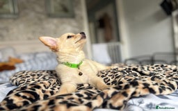 Chihuahua dogs for sale: Chihuahua x Italian volpino (5 puppies left ) 🏆 - Image 28