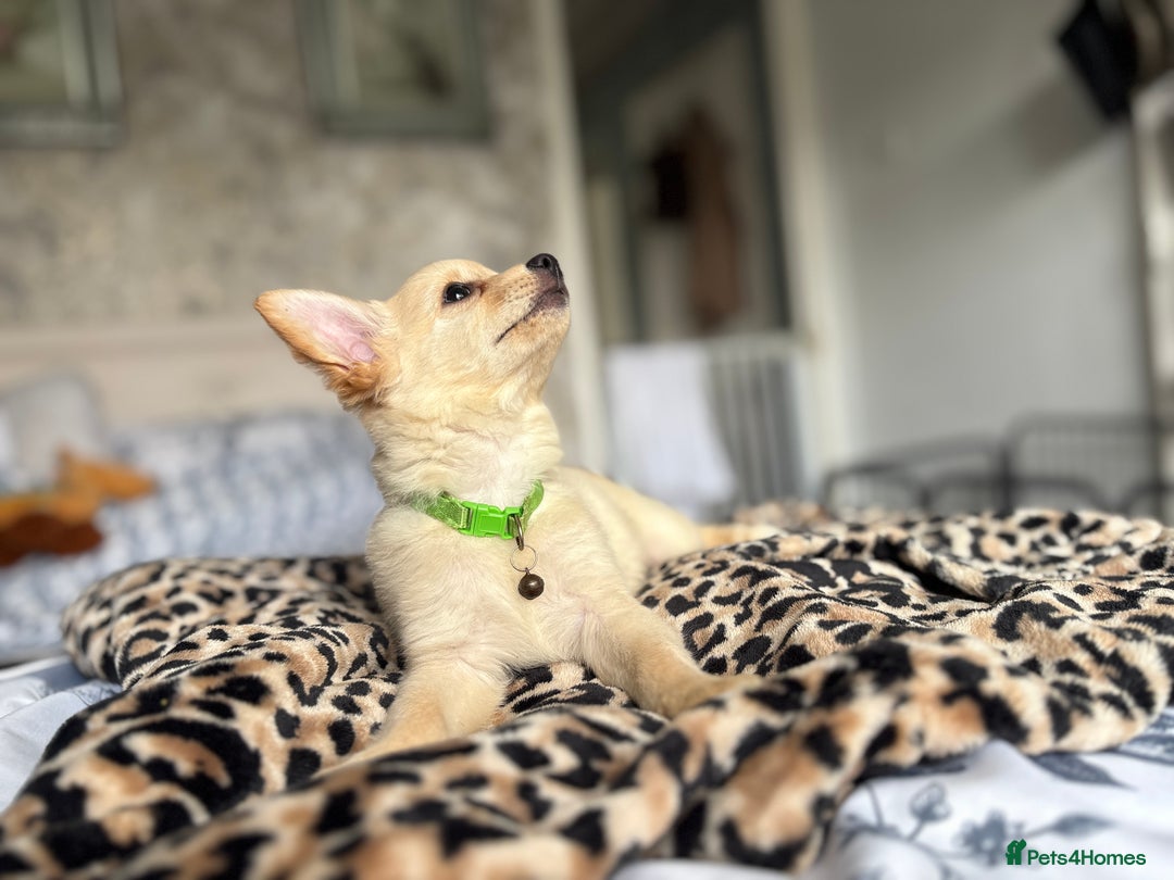 Chihuahua dogs for sale: Chihuahua x Italian volpino (5 puppies left ) 🏆 - Image 28