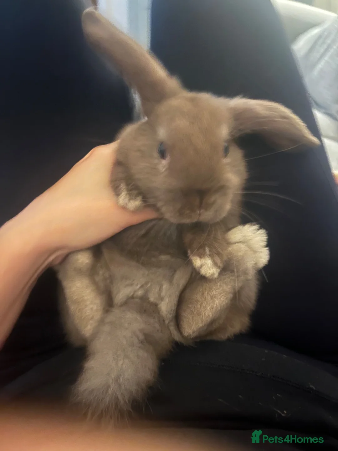 Mixed Breed rabbits for sale: Mini lop cross baby boy in Hyde - Advert 2