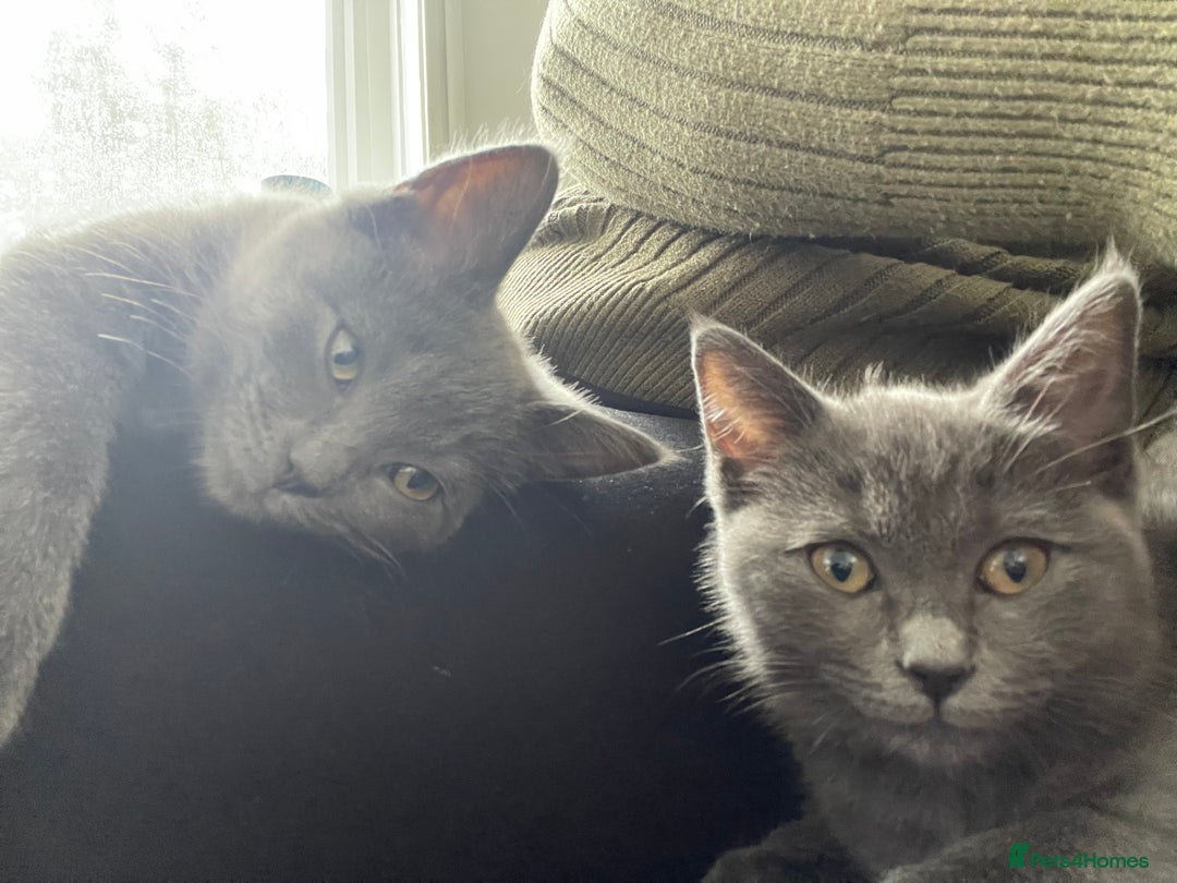British Shorthair cats for sale: BSH x Ragdoll - Ready Now - Image 7