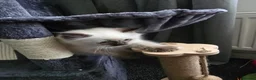 Ragdoll cats for sale: Male 9 week old seal point ragdoll in Sheffield - Advert 3