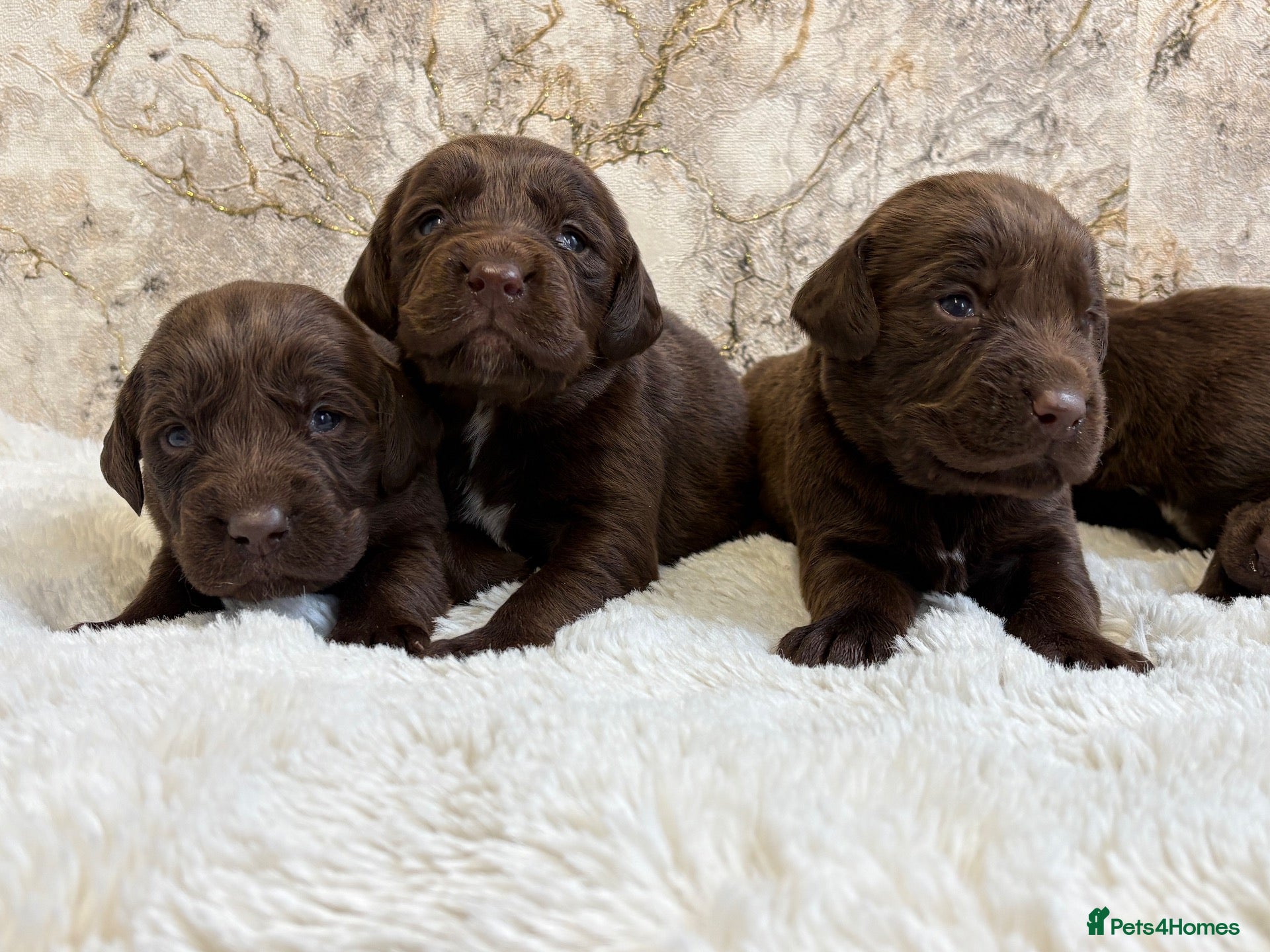 Cockerdor dogs for sale: Chunky Cockador puppies 🐶  - Advert 1