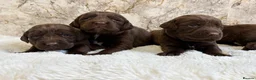 Cockerdor dogs for sale: Chunky Cockador puppies 🐶  - Advert 1