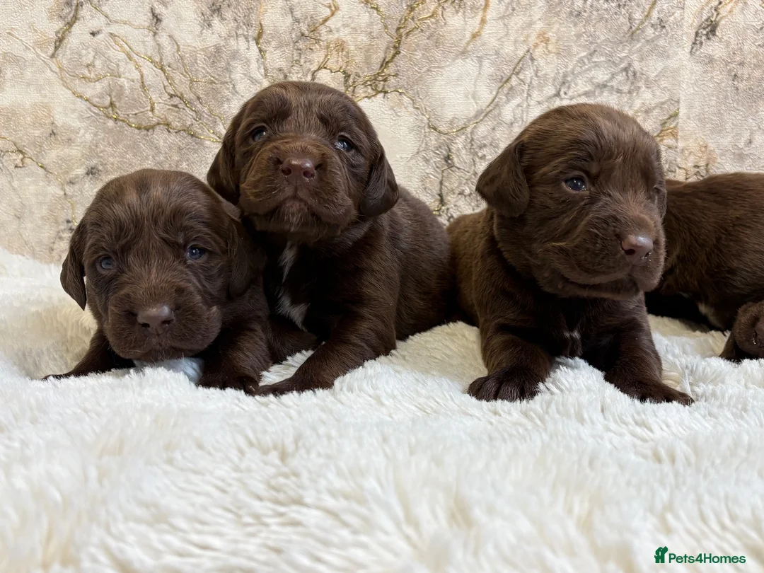 Cockerdor dogs for sale: Chunky Cockador puppies 🐶  - Advert 1