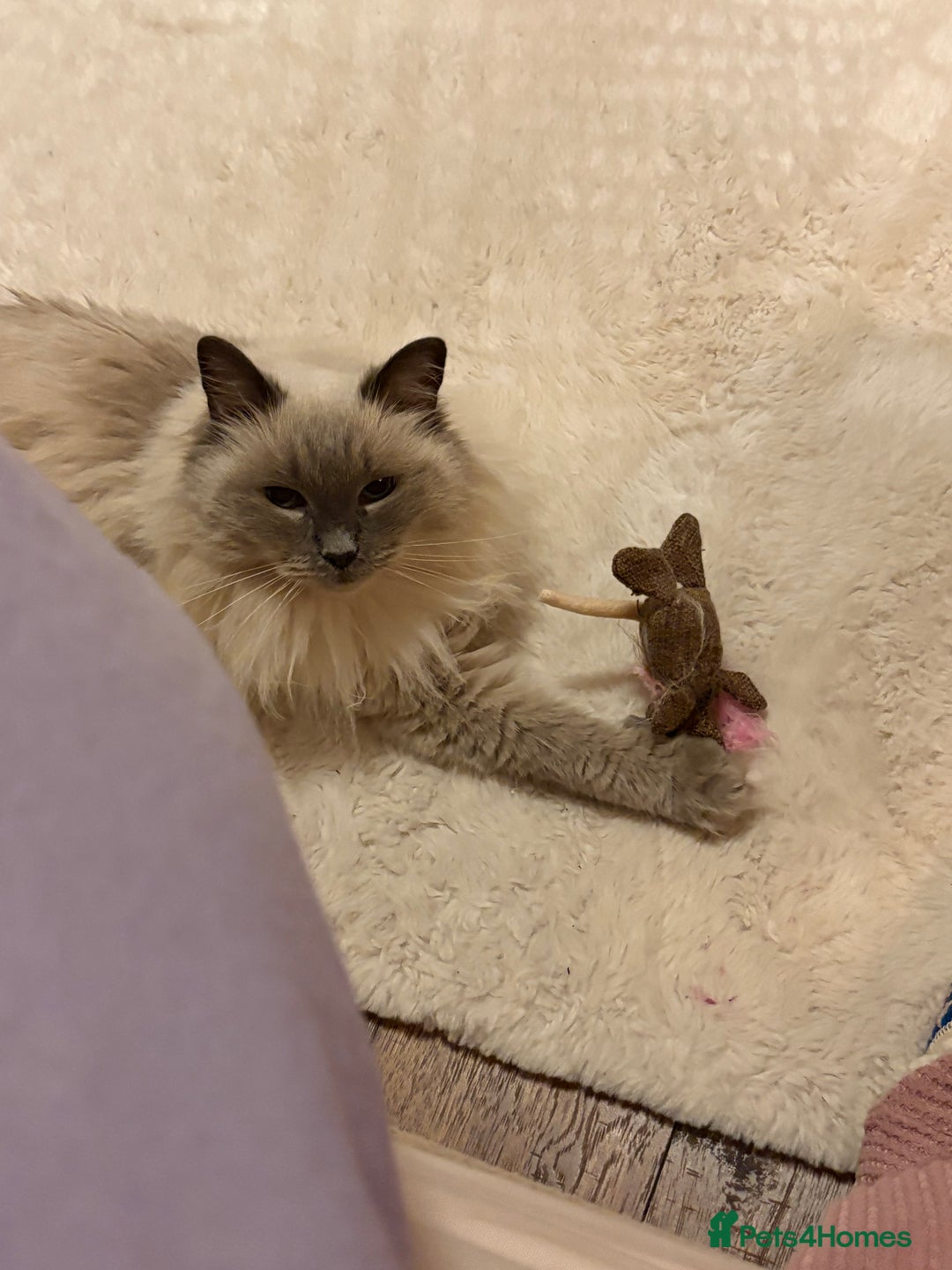 Ragdoll cats for sale: Two loving beautiful rag dolls  - Advert 2