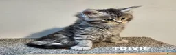 Maine Coon cats for sale: Beautiful Registered Maine Coon kittens  - Advert 15