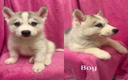 Siberian Husky dogs for sale: Siberian Husky Puppies for Sale - Image 8