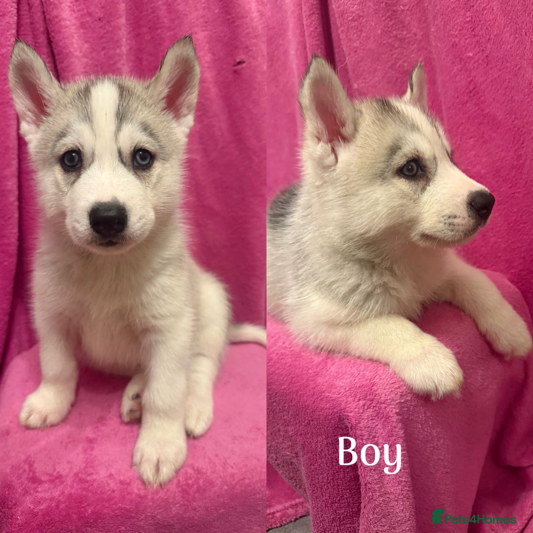 Siberian Husky dogs for sale: Siberian Husky Puppies for Sale - Image 8