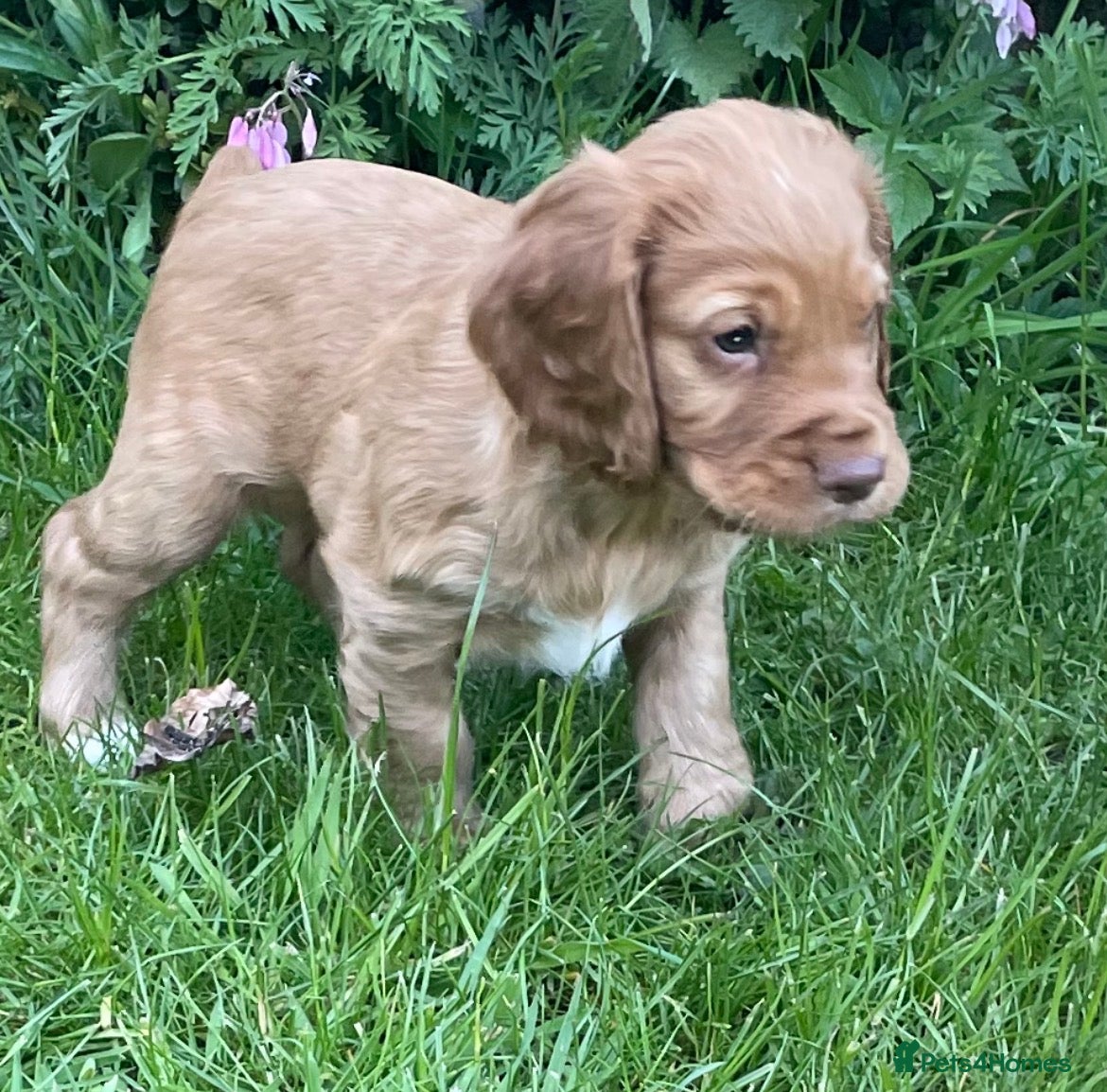 Cocker Spaniel dogs Working cocker spaniel puppies - Advert 1