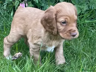 Cocker Spaniel dogs Working cocker spaniel puppies - Advert 18