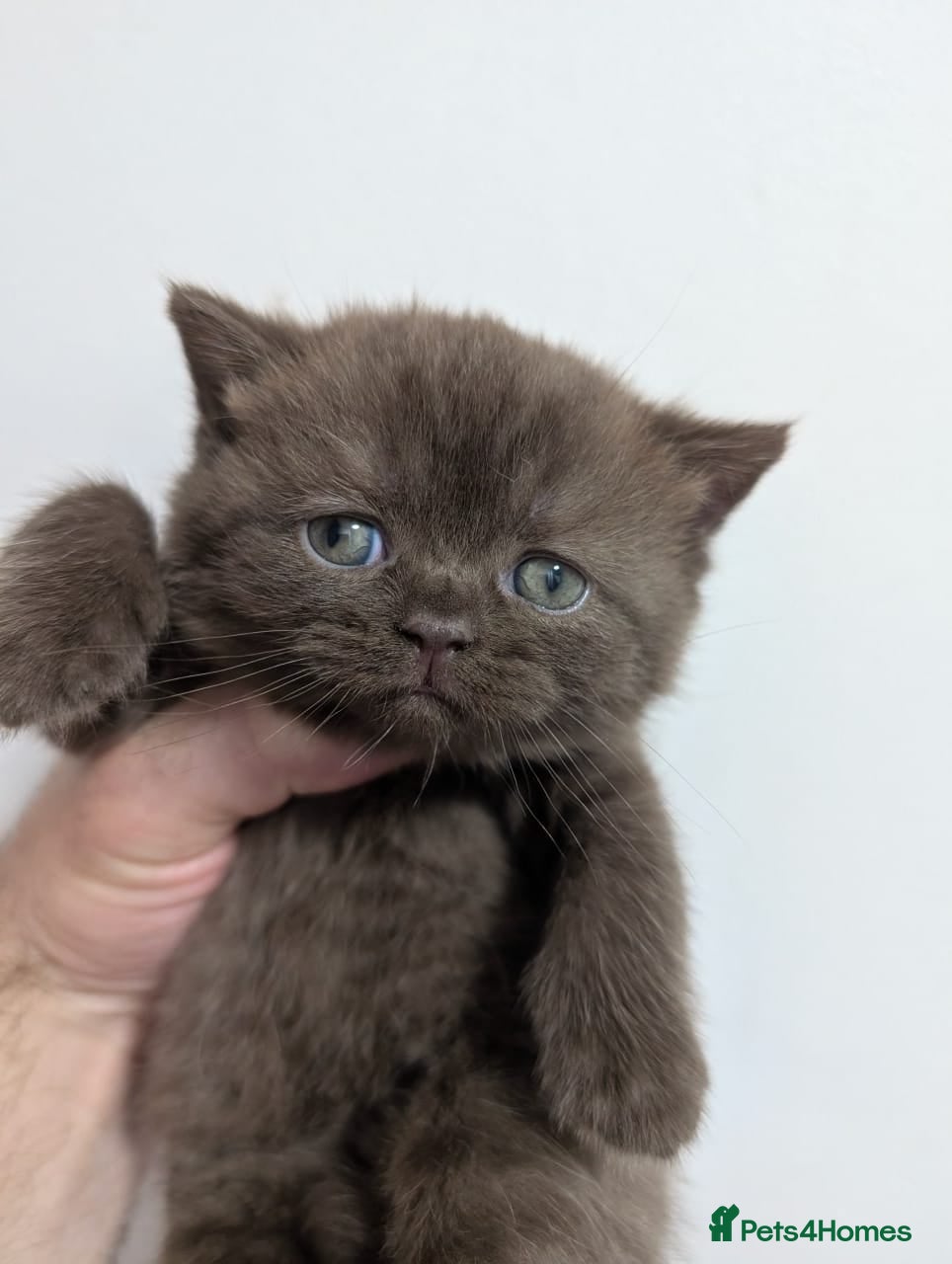 British Shorthair cats for sale: Pure British short hair kittens - Advert 1