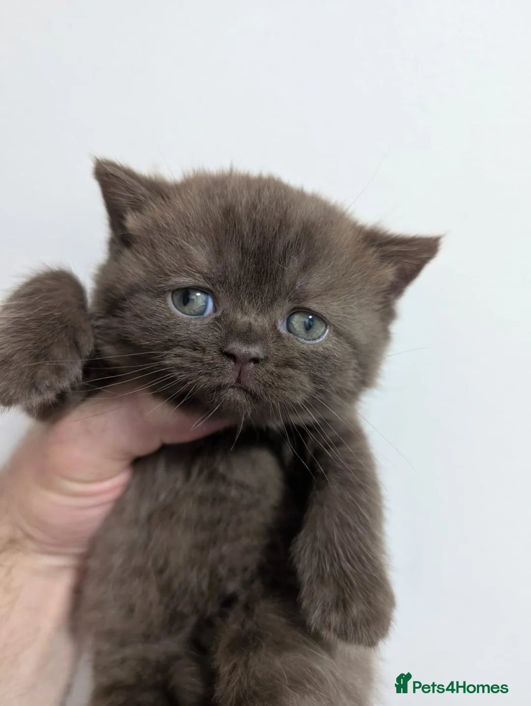 British Shorthair cats for sale: Pure British short hair kittens - Advert 1