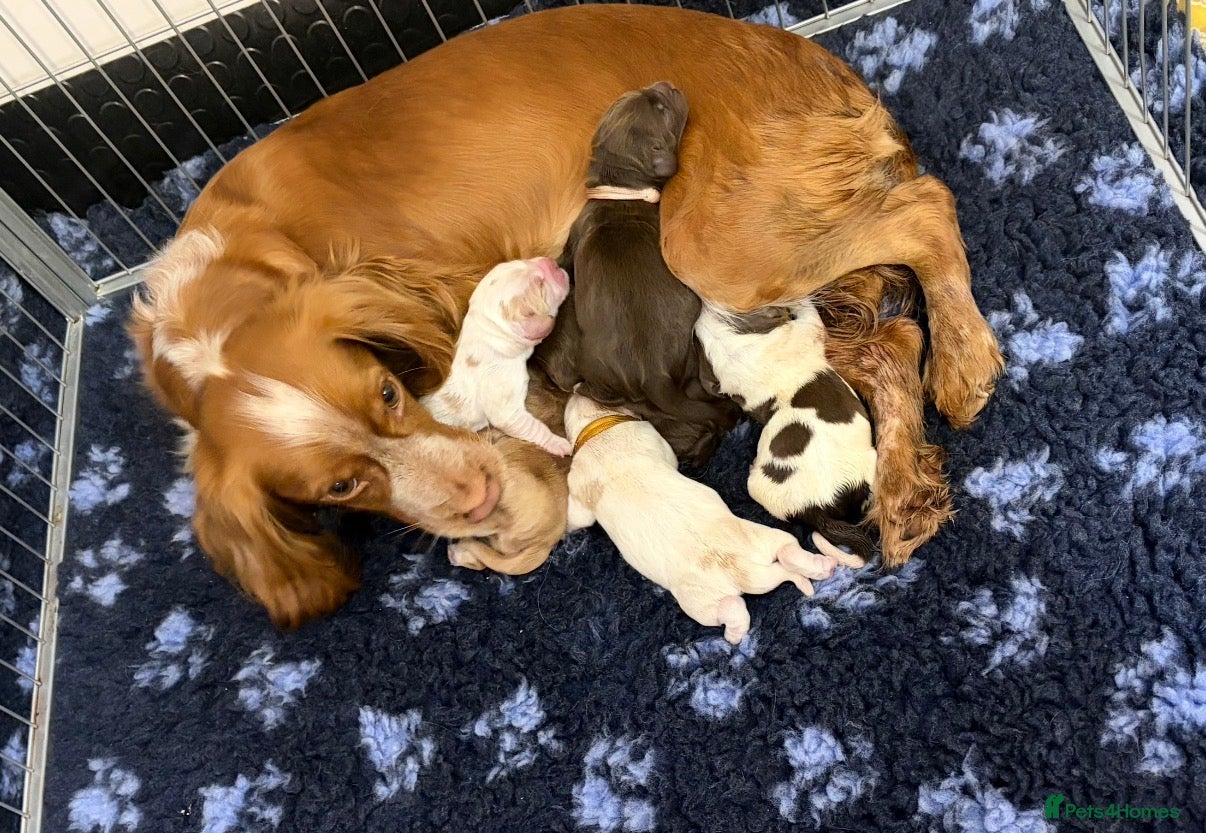 Cocker Spaniel dogs KC reg working cocker puppies  - Advert 1