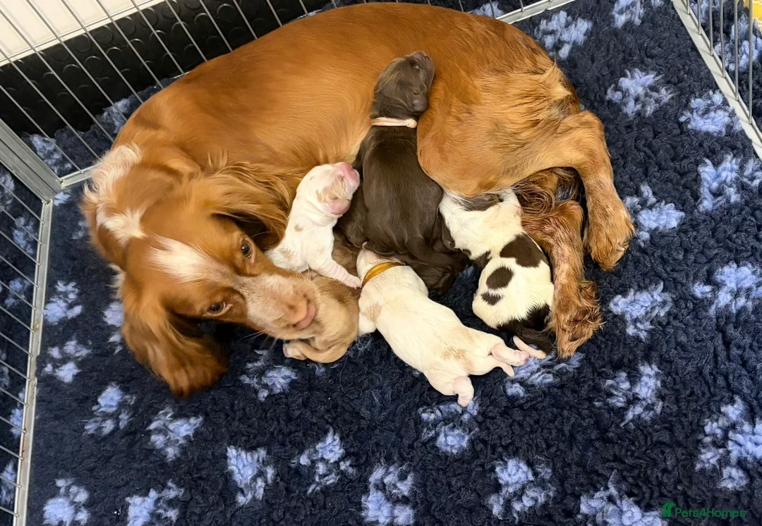 Cocker Spaniel dogs for sale: KC reg working cocker puppies  - Advert 1