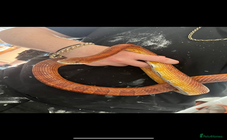 Corn Snake reptiles - Advert 1