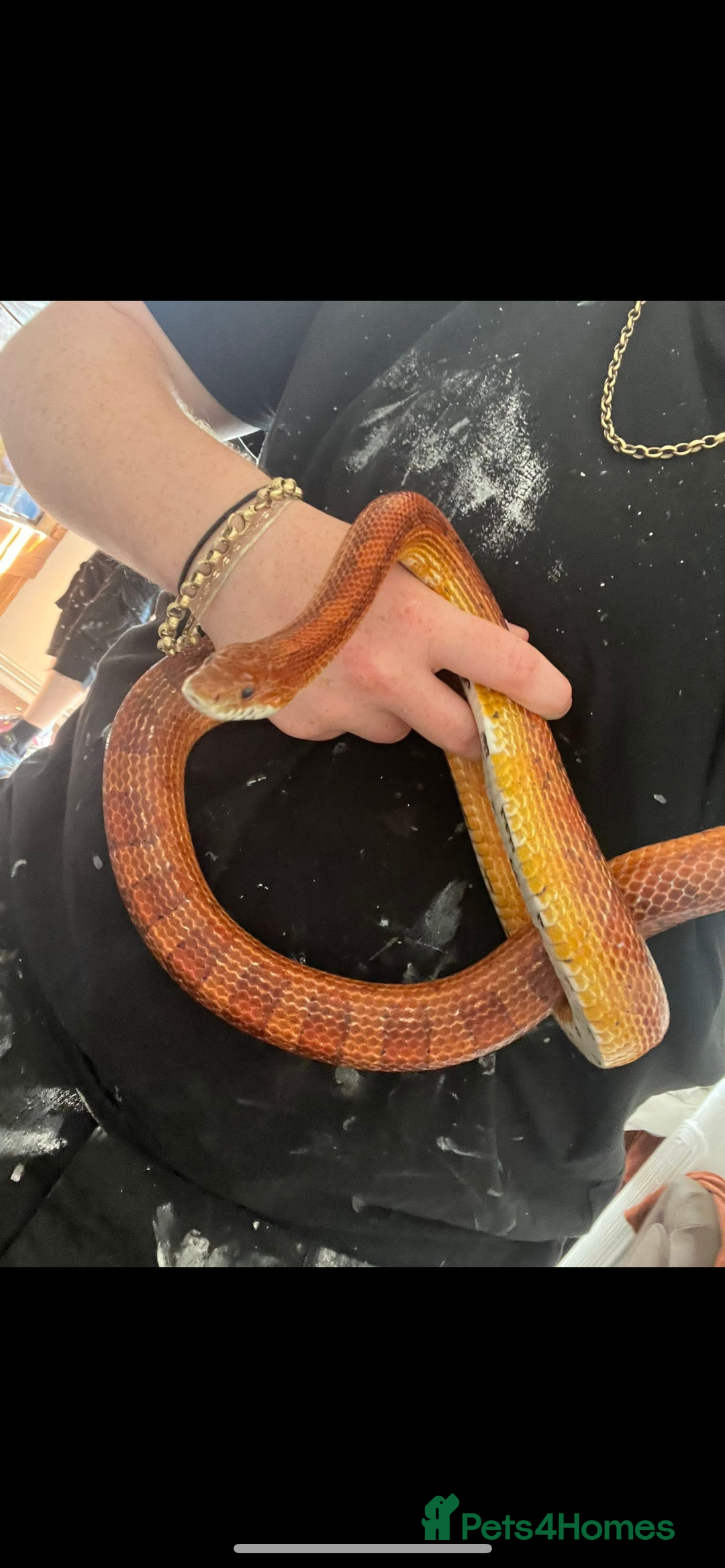 Corn Snake reptiles for sale: Corn snake for sale  - Image 1