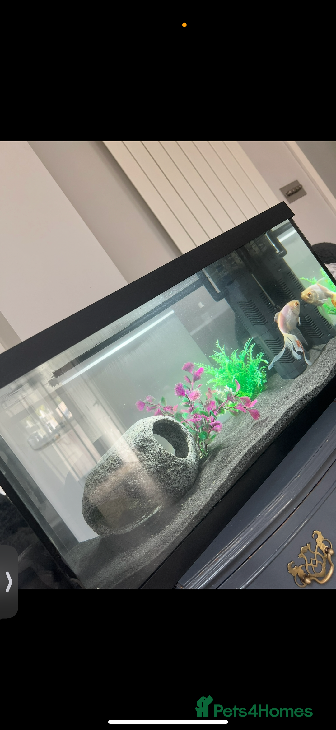 Goldfish fish for sale: Gold fish and tank  - Advert 2