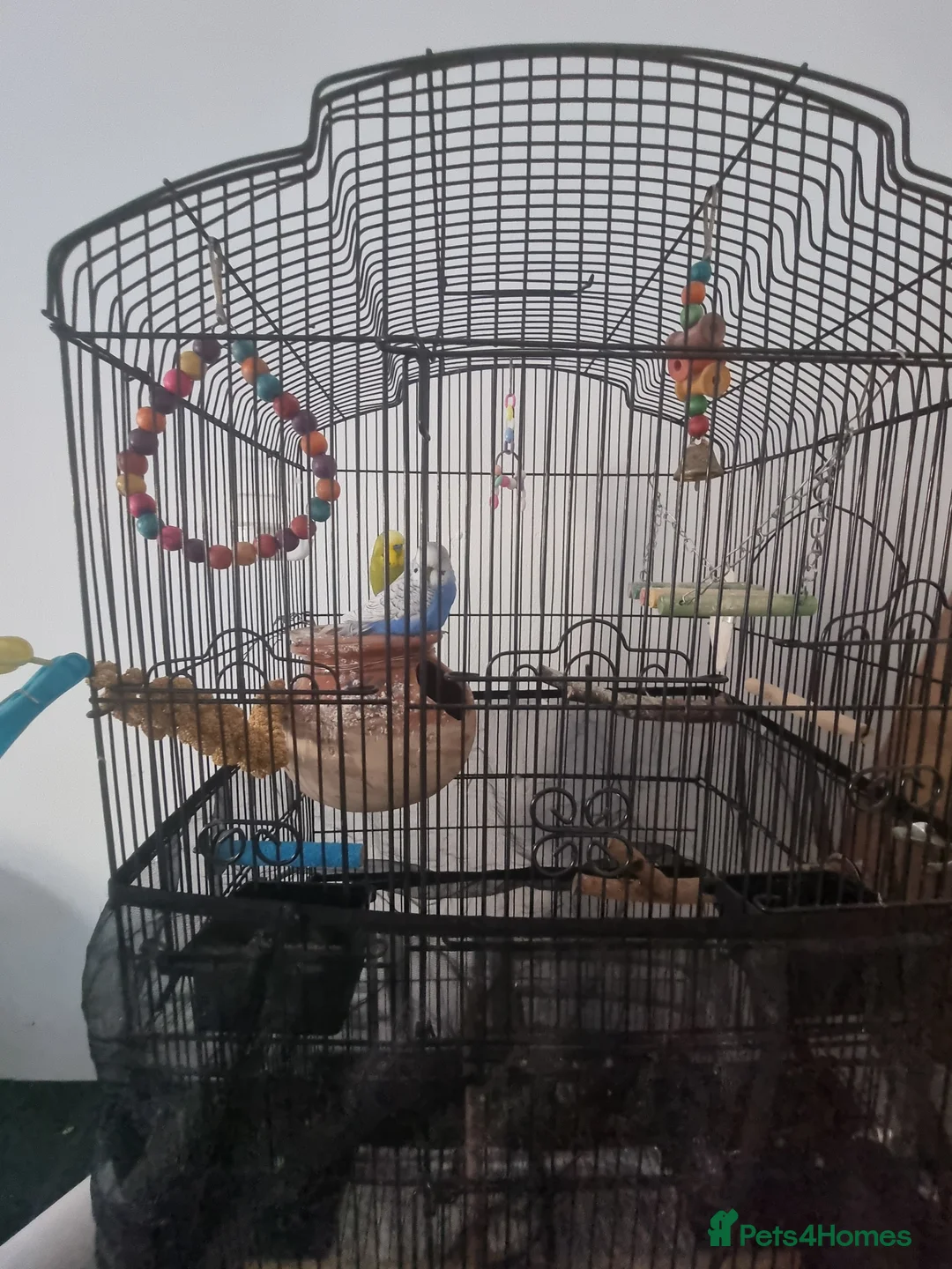 Budgerigars birds for sale: 2 budgies for sale with cage and accessories  in London - Advert 1