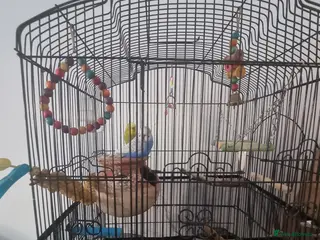 Budgerigars birds 2 budgies for sale with cage and accessories - Advert 1