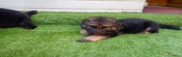 German Shepherd dogs for sale: German Shepherd Puppies  - Advert 27