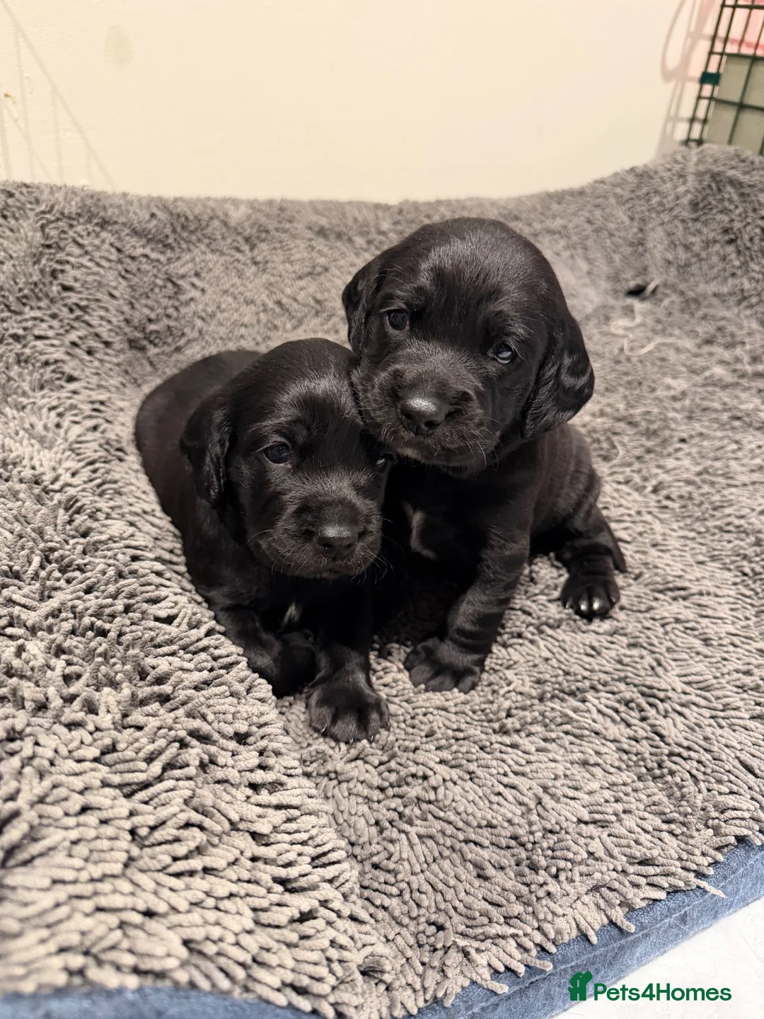 Cockerdor dogs for sale: 🐾F1 Cockerdor puppies🐾 in Braintree - Advert 1