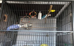 Lovebirds birds for sale: lovebird - Image 3