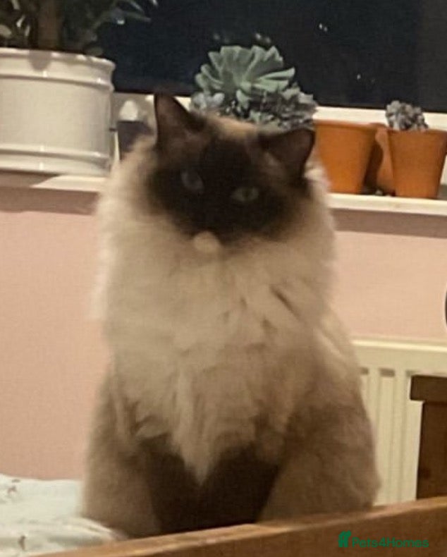 Ragdoll cats 🌟TICA🌟Champion Ragdoll🏆🏆🏆 - Advert 1