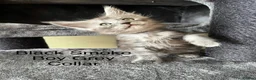 Maine Coon cats for sale: Pure Breed Maine Coon Kittens in Basildon - Advert 8