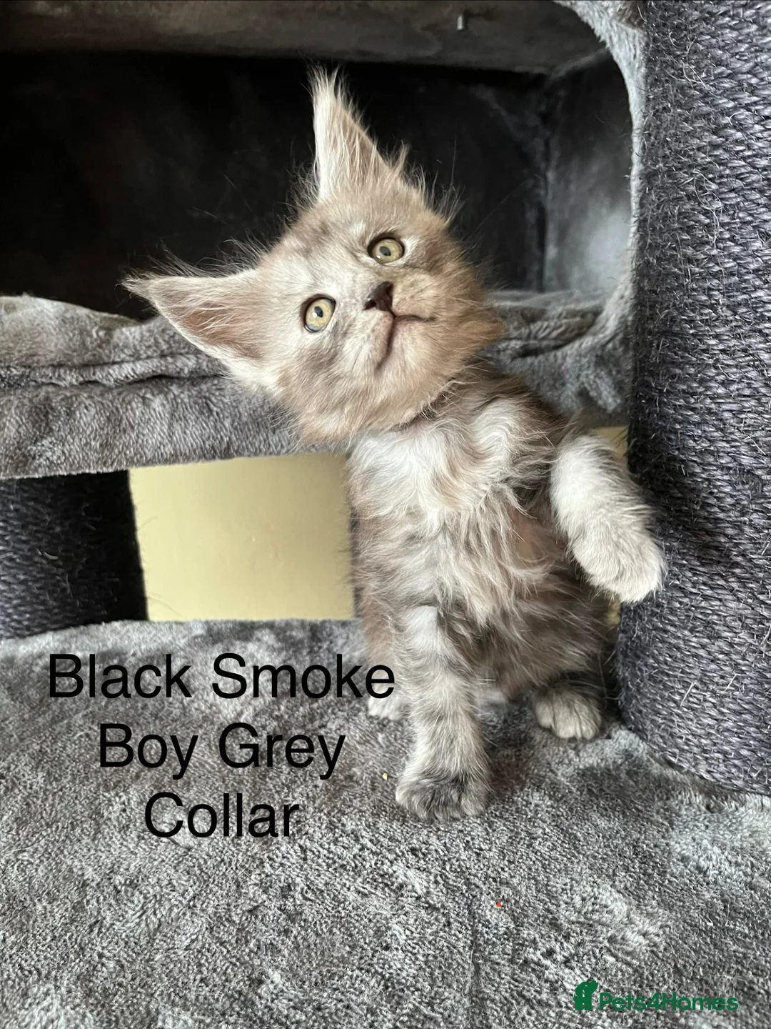 Maine Coon cats for sale: Pure Breed Maine Coon Kittens in Basildon - Advert 8