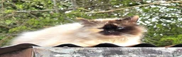 Siberian cats for sale: Active Breeding Queen - Advert 3