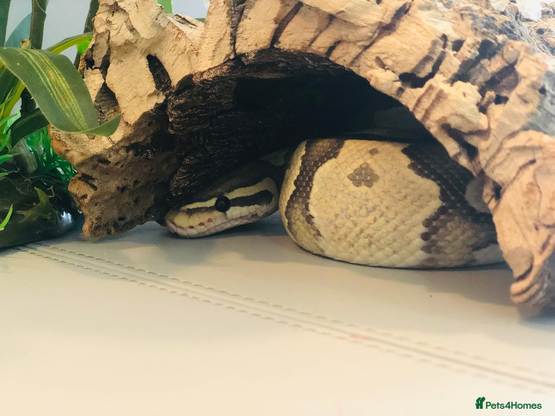 Python Snake reptiles for sale: Royal Python - Image 2