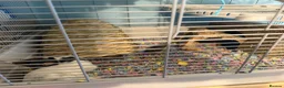 Rat rodents for sale: Friendly baby rats in London - Advert 5