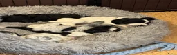 Cocker Spaniel dogs for sale: Adorable show cocker spaniel puppies - Advert 15