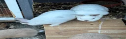 Netherland Dwarf rabbits for sale: Netherland dwarf  - Advert 3
