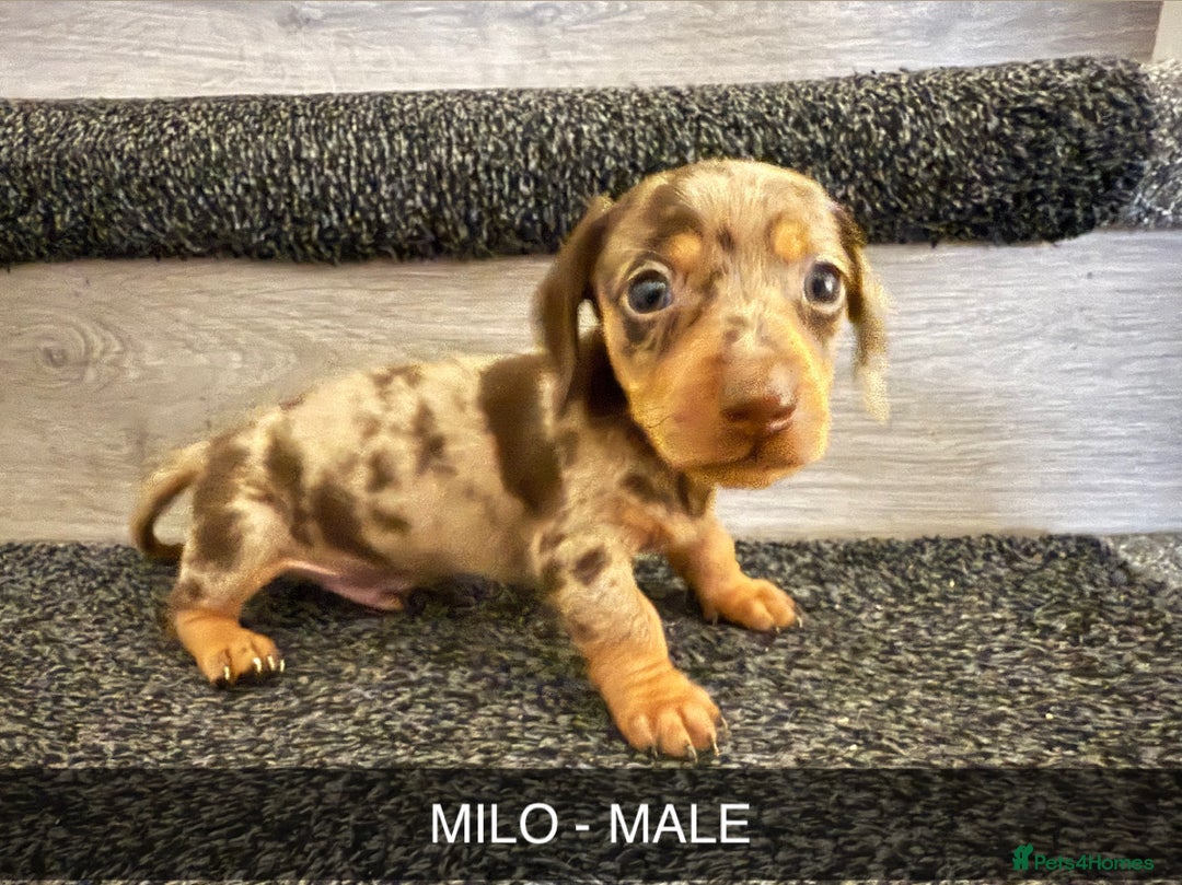Dachshund dogs for sale: Dachshunds 4x Male 3x Female - Image 5