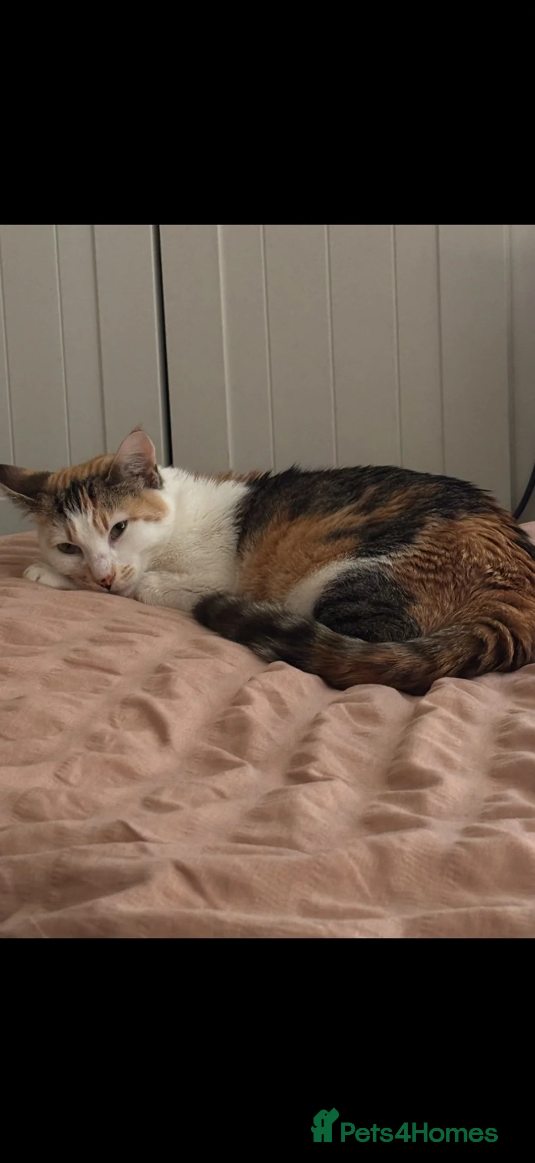 Mixed Breed cats for sale: Mixed breed kittens.  - Advert 1