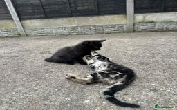 European cats for sale: Kittens  - Image 4