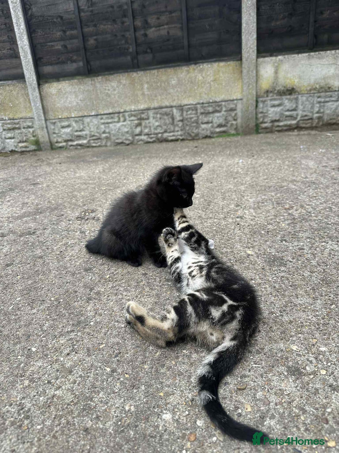European cats for sale: Kittens  - Image 4