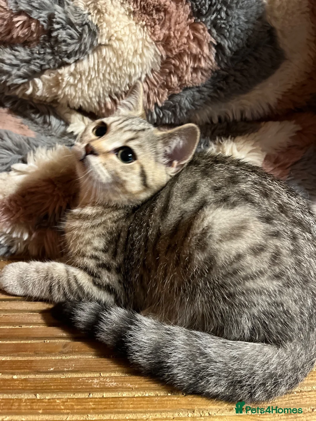 British Shorthair cats for sale: Gccf male British Shorthair kitten ready now  - Advert 12