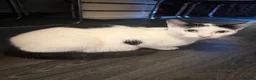 Mixed Breed cats for sale: Mixed breed kittens - Advert 1