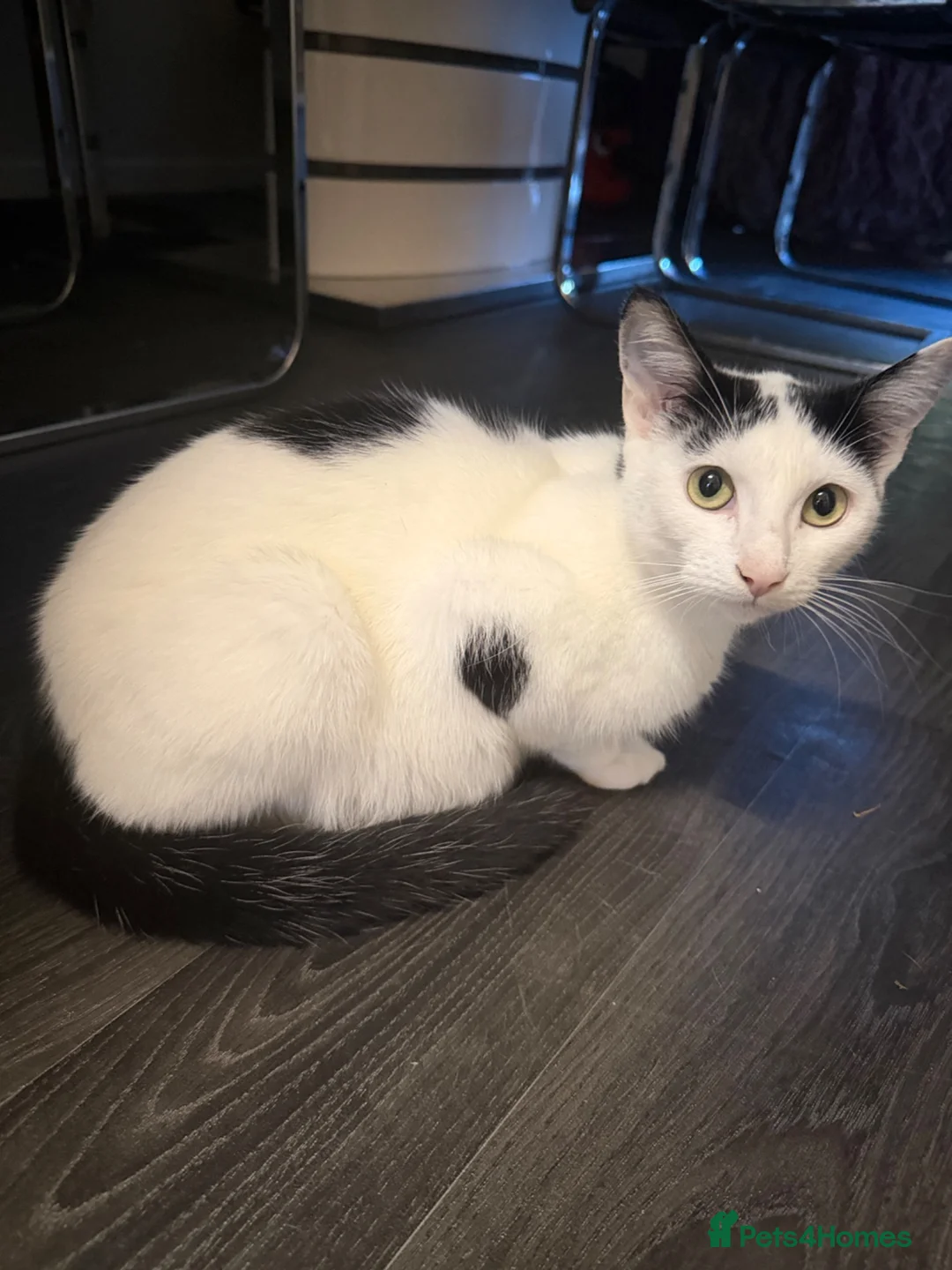 Mixed Breed cats for sale: Mixed breed kittens - Advert 1