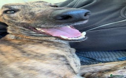 Greyhound dogs for sale: Greyhound  - Image 1