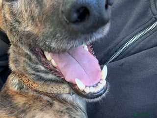 Greyhound dogs - Advert 12