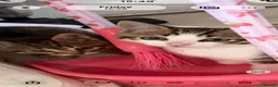 Mixed Breed cats for sale: 2 beautiful male kittens for sale in Basildon - Advert 9