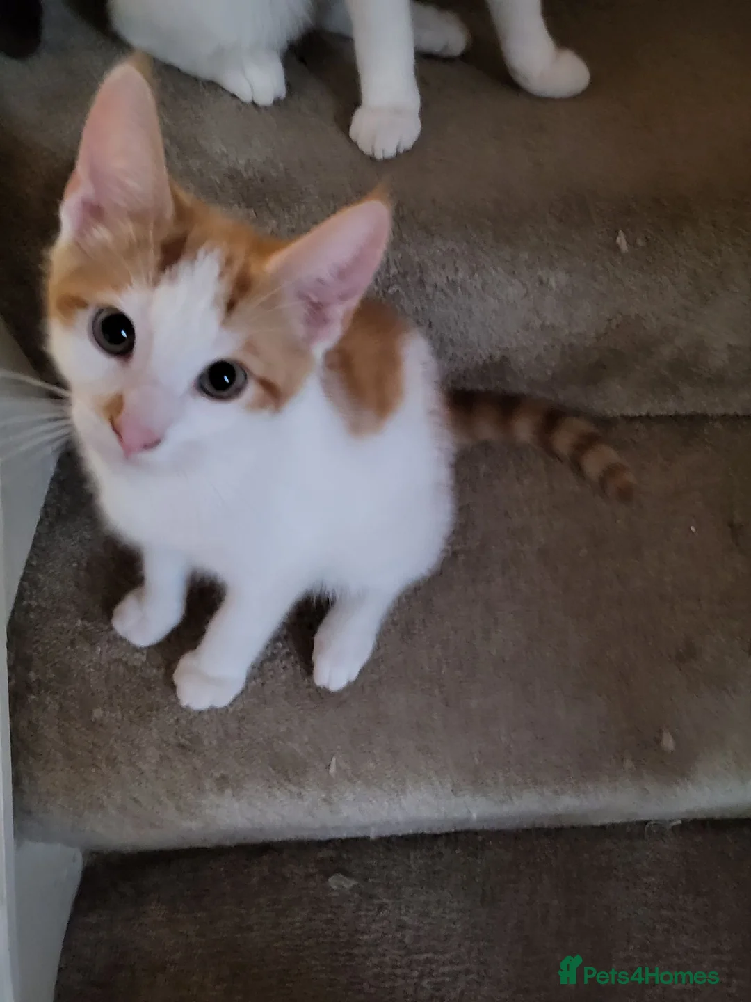 Mixed Breed cats for sale: Ginger & White Kitten - Advert 2
