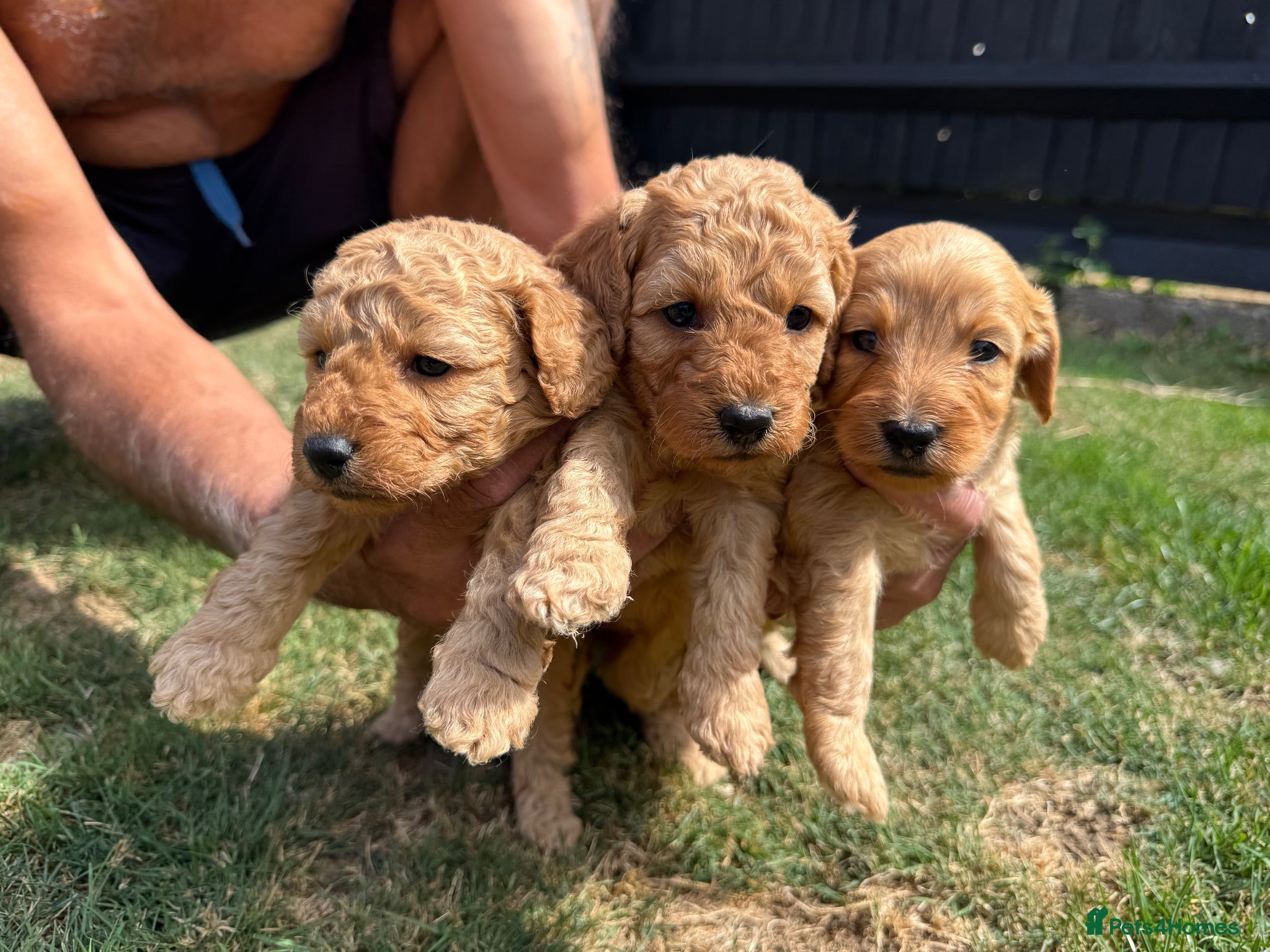 Cockapoo dogs F1b cockapoo  - Advert 2