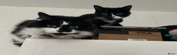 Mixed Breed cats for sale: Bonded pair.  in Crewe - Advert 3
