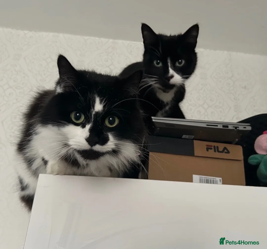 Mixed Breed cats for sale: Bonded pair.  - Advert 2